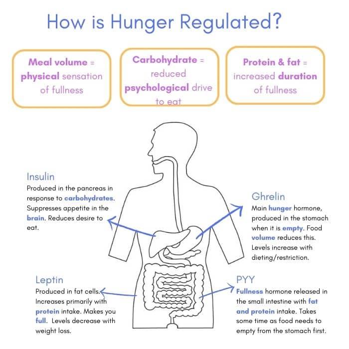 a diagram of the digestive system and hunger hormones. It describes how different foods and nutrients impact these